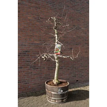 Malus dom. Junami 12 jaar Wijnvat H 250 ø 45 cm