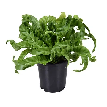 Nestvaren (Asplenium Hurricane) H 40 ø 17 cm