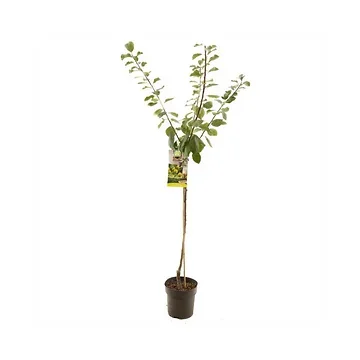 Gele pruim (Prunus dom. R-Cl. d'Oullins half) H 230 ø 27 cm