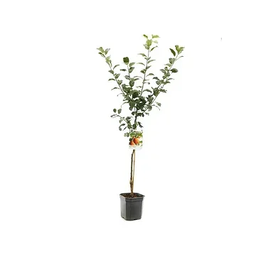 Allergie geschikt (Malus dom. Santana laagstam) H 160 ø 24 cm