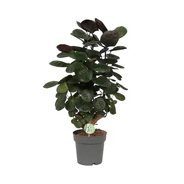 Aralia (Polyscias Fabian) H 60 ø 19 cm