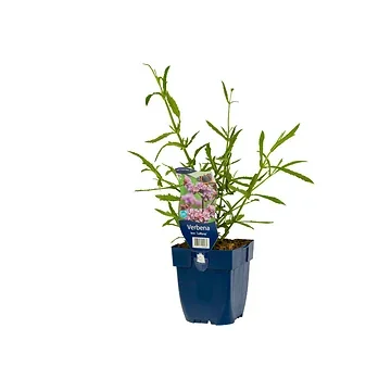 IJzerhard (Verbena bonariensis 'Lollipop') ø 11 cm