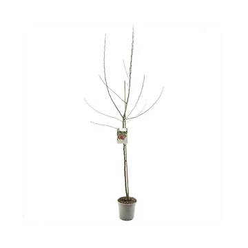 Vers gepot Handappel (Malus dom. Jonathan halfstam) H 230 ø 27 cm