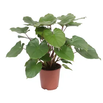 Homalomena Rubescens Maggy (Homalomena Rubescens Maggy) H 70 ø 24 cm