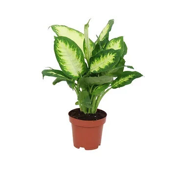 Dief van Badgad (Dieffenbachia Camilla) H 40 ø 12 cm
