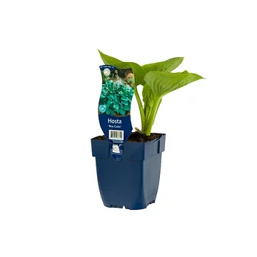 Hartlelie (Hosta 'Blue Cadet') ø 11 cm