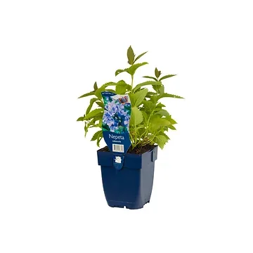 Kattekruid (Nepeta subsessilis) ø 11 cm