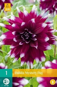 Dahlia Mystery Day