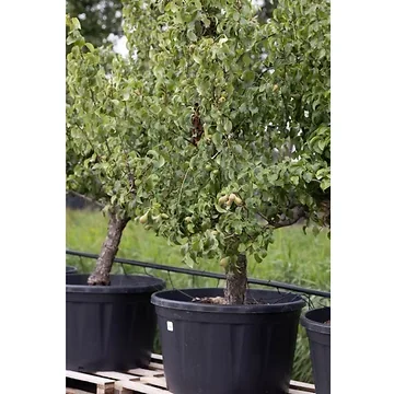 Handpeer - 25 jaar (Pyrus comm. Doy. du Comice 25 jr) H 250 ø 90 cm