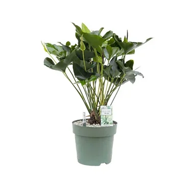 Flamingoplant (Anthurium Arrow) 80 x 30 cm