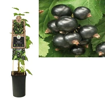 Zwarte bes (Ribes nigrum 'Ben Nevis') H 75