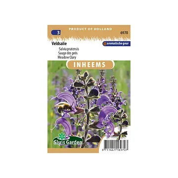 Salvia pratensis Veldsalie