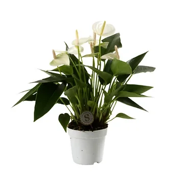 Flamingoplant (Anthurium White Champion) H 25 ø 7 cm