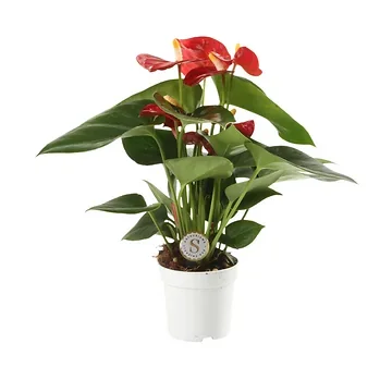 Flamingoplant (Anthurium Red Champion) H 25 ø 7 cm