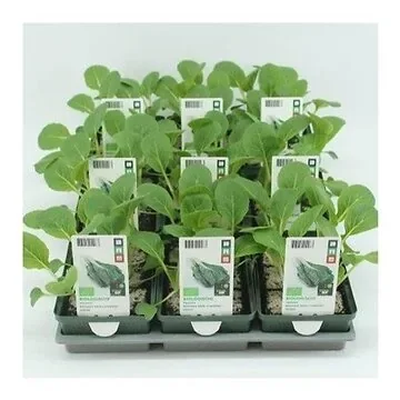Paksoi (Brassica rapa var. Chinensis) BIO