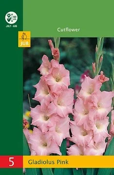 Low Budget Gladiolus Pink