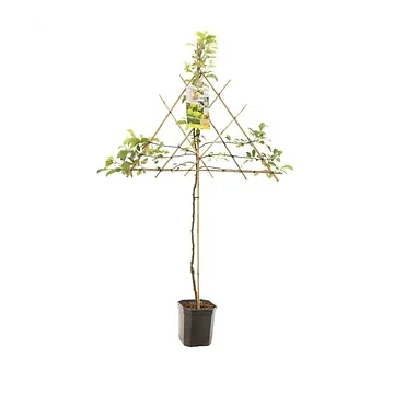 Gele handappel (Malus dom. Golden Delicious leivorm) H 160 ø 24 cm