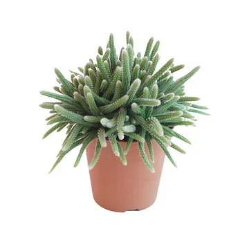 Rotskoraal (Rhipsalis Ba Horrida) H 20 ø 12 cm