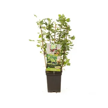 Gele kruisbes (Ribes uva-cr. Hinnonmäki Grön lei) H 70 ø 18 cm