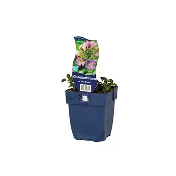 Dwergleeuwentand (Chaenorhinum or. 'Blue Dream') ø 11 cm