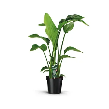 Paradijsvogelplant (Strelitzia Nicolai) H 95 ø 19 cm
