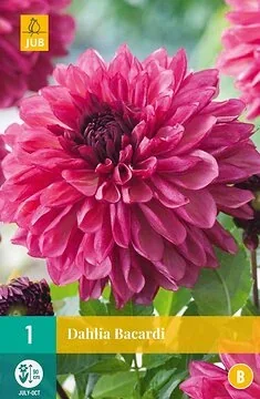 Dahlia Bacardi