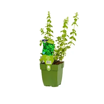 Marjolein (Origanum vulg. 'Hot and Spicy') ø 11 cm