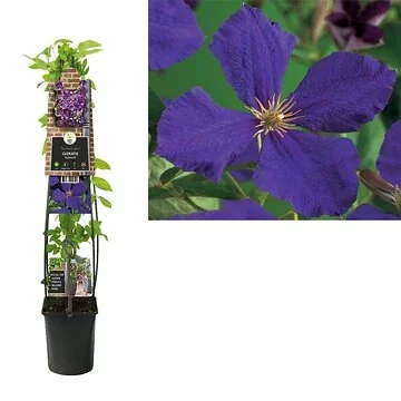 Bosrank (Clematis 'Jackmanii') H 120