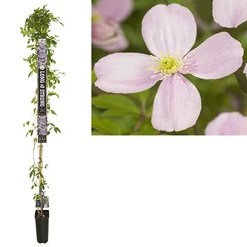 Bosrank (Clematis montana 'Rubens') H 215