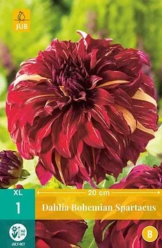 Dahlia Bohemian Spartacus