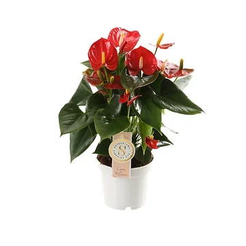 Flamingoplant (Anthurium Red Champion) H 40 ø 12 cm