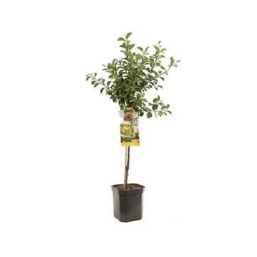 Gele pruim (Prunus dom. Mirab. de Nancy laag) H 160 ø 24 cm