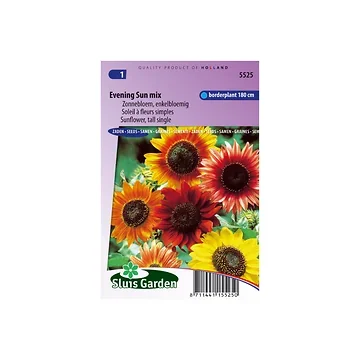 Helianthus annuus Evening Sun