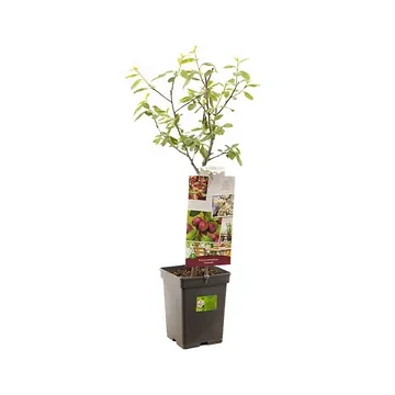 Oranje-rode pruim (Prunus dom. Victoria Patio) H 90 ø 18 cm