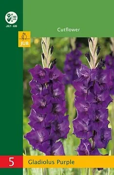 Low Budget Gladiolus Purple