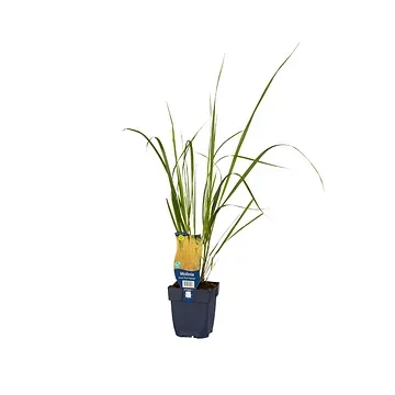Pijpestrootje (Molinia arund. 'Karl Foerster') ø 11 cm
