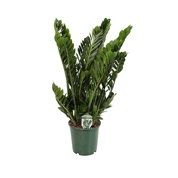 Zamioculcas Zamiifolia H 90 ø 21 cm