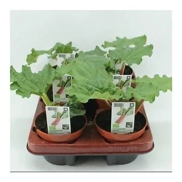 Rabarber (Rheum rhabarbarum) BIO