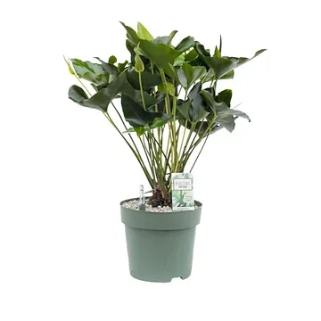 Flamingoplant (Anthurium Arrow) H 80 ø 30 cm