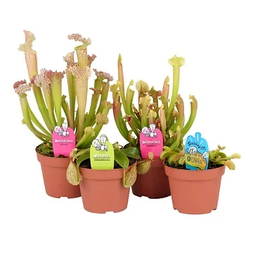 Vleesetende Plant H 40 ø 12 cm