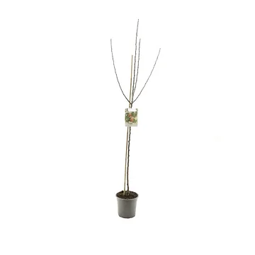 Vers gepot Handappel (Malus dom. Groninger Kroon halfstam) H 230 ø 27 cm