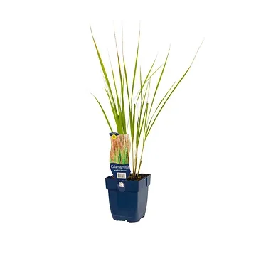 Struisriet (Calamagrostis acut. 'Karl Foerster') ø 11 cm