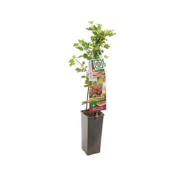 Rode kruisbes (Ribes uva-cr. Hinnonmäki Röd) H 60 ø 11 cm cm
