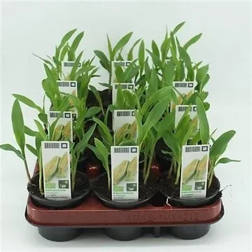 Suikermaïs (Zea mays) BIO