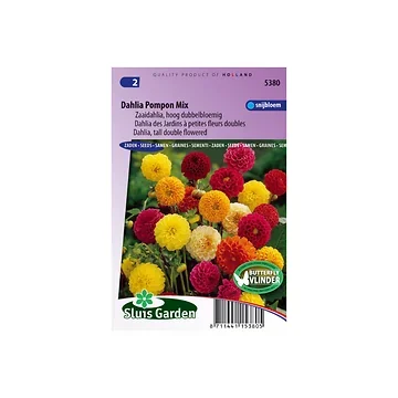 Dahlia variabilis Pompon Mixed