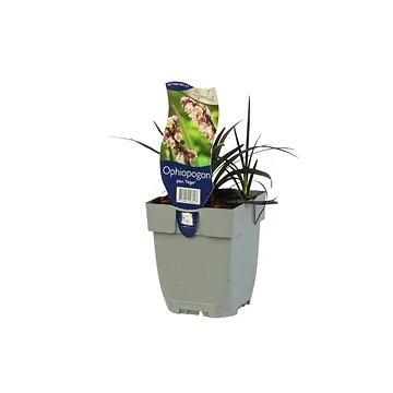 Slangebaard (Ophiopogon planiscapus 'Niger') ø 11 cm