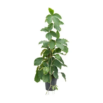 Kastanjedruif (Tetrastigma Voinieranum) H 150 ø 27 cm