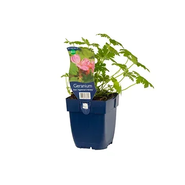 Ooievaarsbek (Geranium macr. 'Ingwersen's Variety') ø 11 cm