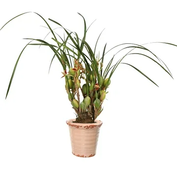 Orchidee (Maxillaria Unique Coco Malibu) H 40 ø 9 cm