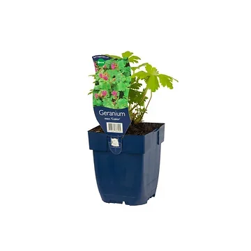 Ooievaarsbek (Geranium 'Karin Wouters') ø 11 cm